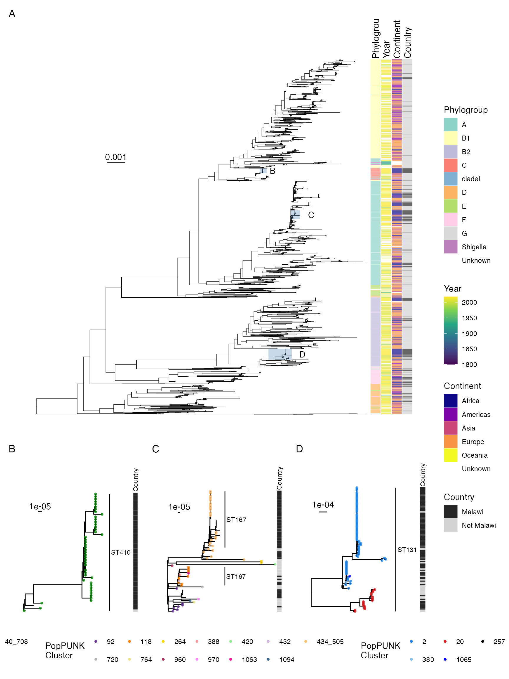 A: Malawian E. coli isolates in a global phylogeny. All genomes from Musicha et al along with 500 context genomes from Horesh et al are included. Heatmaps show Phylogroup, year of collection, continent of collection and country (Malawi vs other). Highlighted areas and subtrees B-D show the phylogenetic context of the three commonest STs in this study: ST410 (B), ST167 (C) and ST131 (D). The tree tips in the subtree plots are coloured by popPUNK cluster assignment, with novel clusters that were not identified in the original Horesh collection given no color.