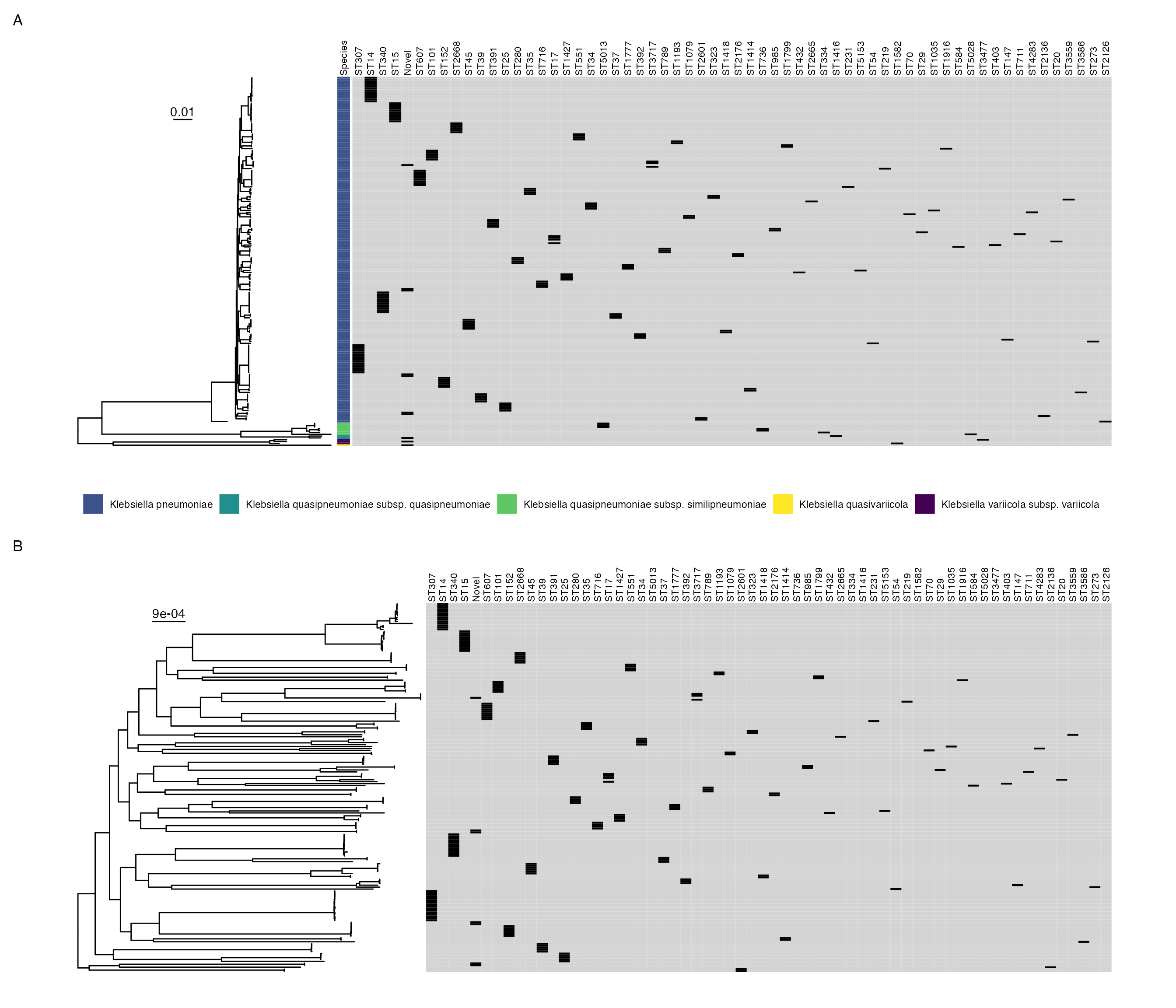 Midpoint-rooted maximum likelihood core gene phylogeny for all samples in collection (A) and restricted to K. pneumoniae sensu stricto (B) showing chromasomal sequence types where black indicates presence and grey absence.