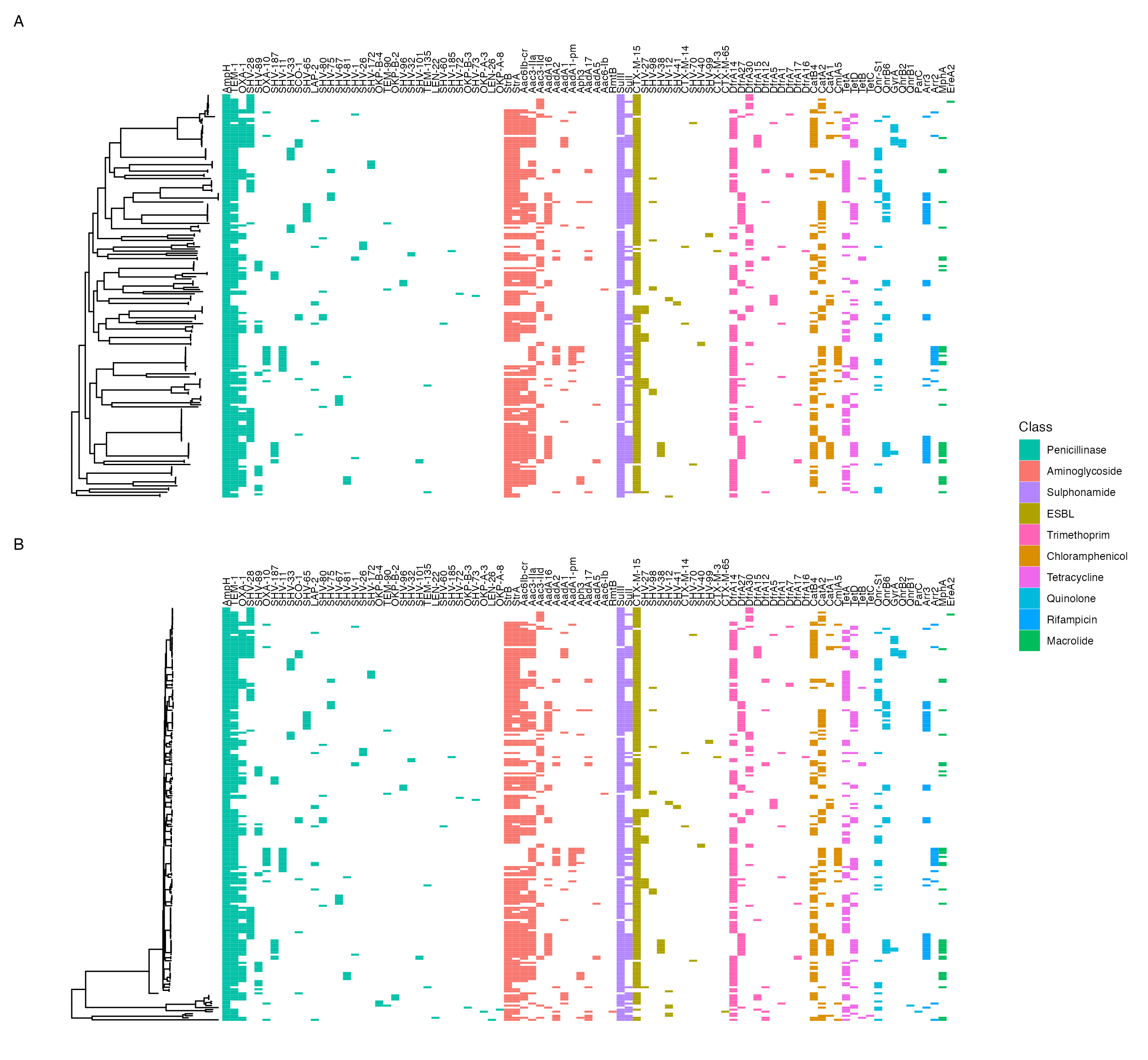 Presence of ARIBA-identified AMR genes mapped back to phylogeny for (A) KPI isolates only (B) all samples. Some lineage association of AMR genes is apparent.