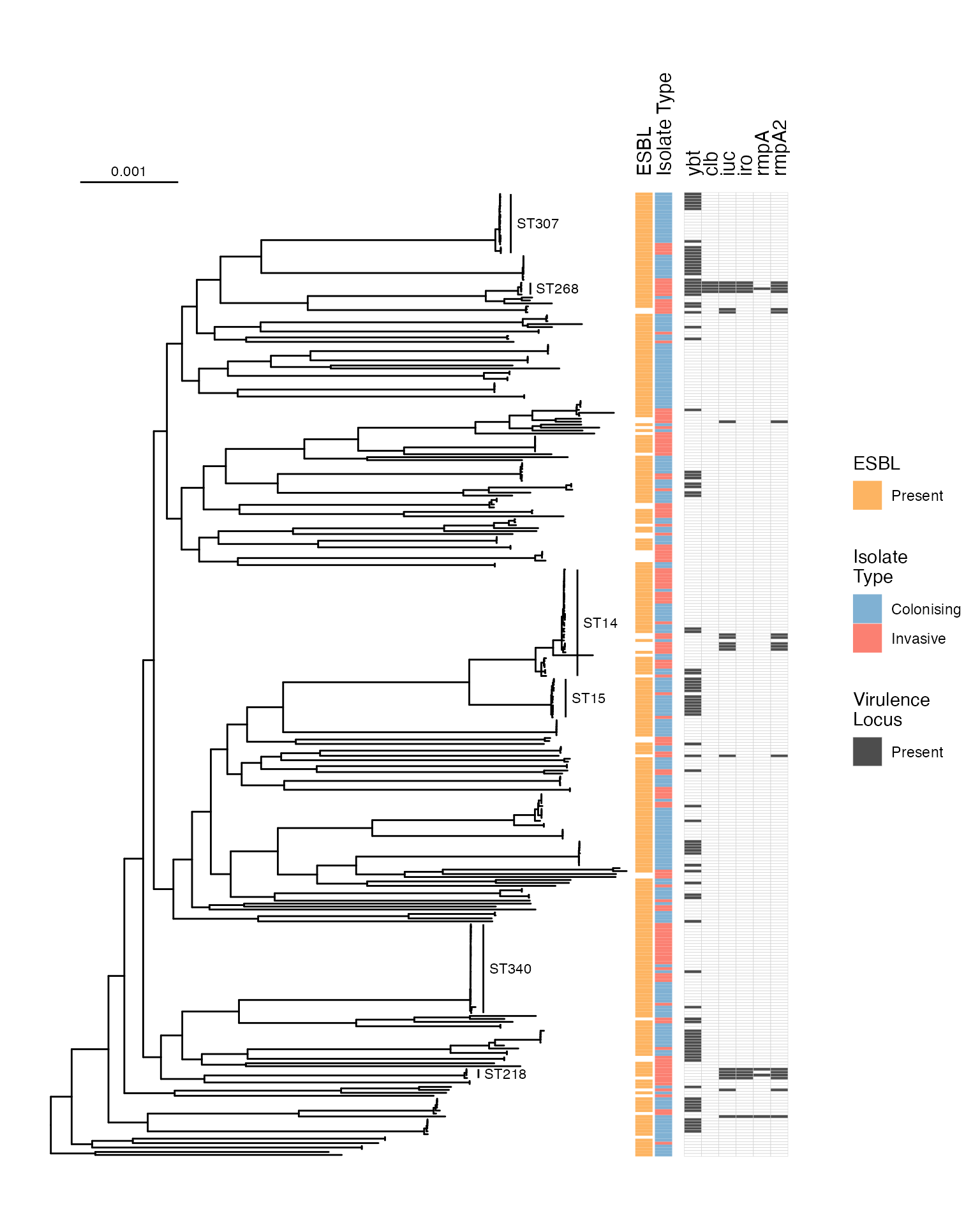 Midpoint rooted core gene maximum likelihood phylogenetic tree of Malawian isolates.